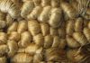 BJSA seeks ban on raw jute exports, urges full enforcement of packaging law