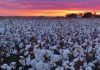 Climate Change: Impacts on global cotton production