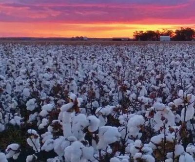 Climate Change: Impacts on global cotton production