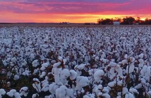 Climate Change: Impacts on global cotton production