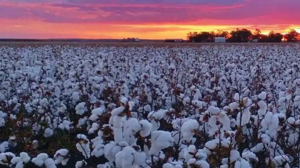 Climate Change: Impacts on global cotton production