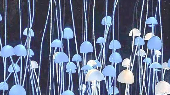 Mycelium Based Bio-fabric in Fashion – A sustainable alternative for the future