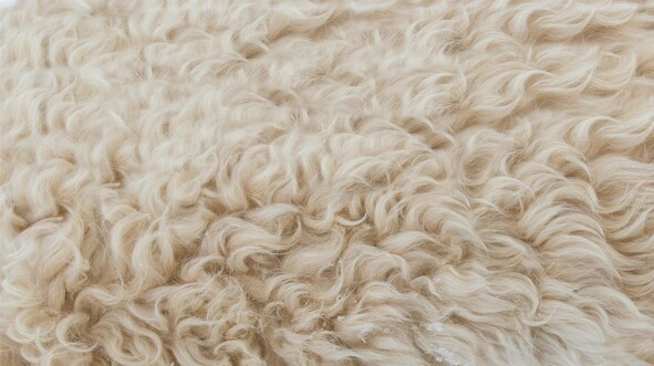 Australian wool prices rise further on strong export demand