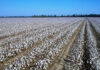 Uzbekistan to boost automated cotton harvesting to 70% in 2026