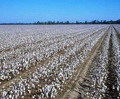 Uzbekistan to boost automated cotton harvesting to 70% in 2026
