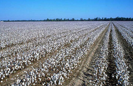 Uzbekistan to boost automated cotton harvesting to 70% in 2026