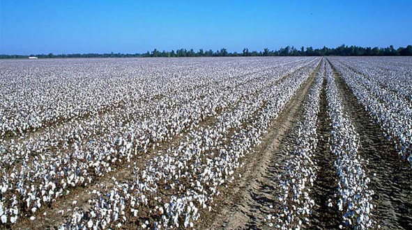 Uzbekistan to boost automated cotton harvesting to 70% in 2026