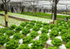$30.5m hydroponics tent factory to boost export diversification at BEPZA EZ