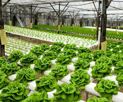 $30.5m hydroponics tent factory to boost export diversification at BEPZA EZ
