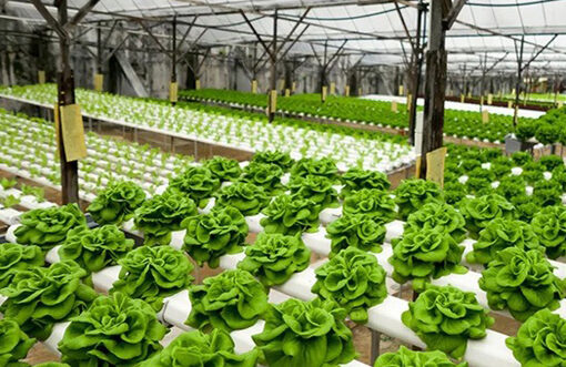 $30.5m hydroponics tent factory to boost export diversification at BEPZA EZ