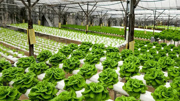 $30.5m hydroponics tent factory to boost export diversification at BEPZA EZ