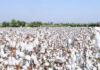 India’s cotton output set to rise in 2026–27 on higher acreage and demand: USDA