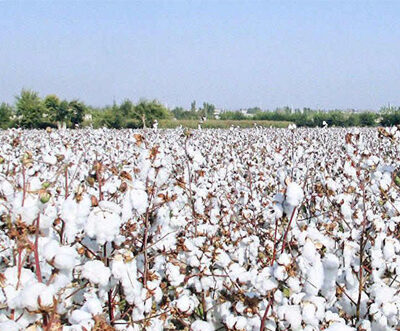 India’s cotton output set to rise in 2026–27 on higher acreage and demand: USDA
