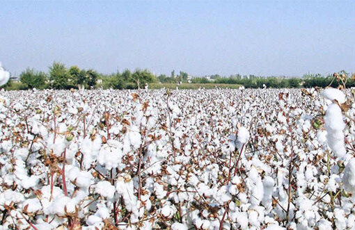India’s cotton output set to rise in 2026–27 on higher acreage and demand: USDA