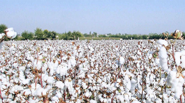 India’s cotton output set to rise in 2026–27 on higher acreage and demand: USDA