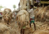 Bangladesh targets $7 billion jute industry through modernization and diversification